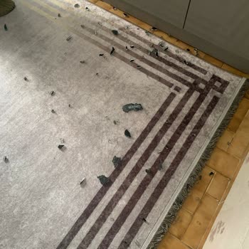 Kurulum Eksikliği Ve Cam Ocak Patlaması Sonrası Güvenlik Endişesi: Ücretsiz Model Değişimi Talebim