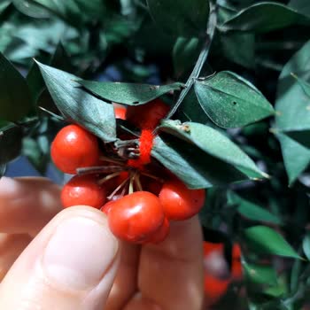 Çiçek Market Canlı Kokina Yerine Plastik Ürün Gönderildi, Ücret İadesi Yapılmıyor