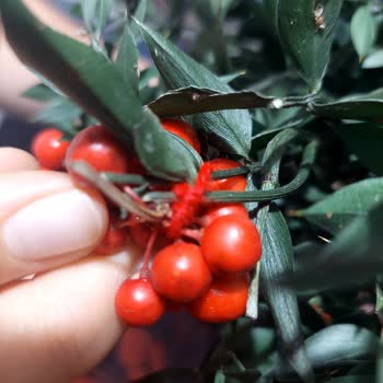 Çiçek Market Canlı Kokina Yerine Plastik Ürün Gönderildi, Ücret İadesi Yapılmıyor