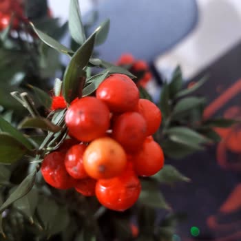 Çiçek Market Canlı Kokina Yerine Plastik Ürün Gönderildi, Ücret İadesi Yapılmıyor