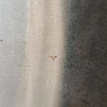 Bosch Buzdolabında Garanti Kapsamında Giderilmeyen Küflenme Sorunu