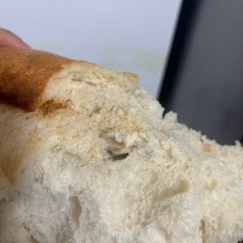 Satın Aldığım Ekmeğin İçinden Böcek Çıkması Nedeniyle Hijyen Ve Güven Sorunu Yaşadım