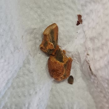 Harras Kaju İçinden Küflü Ürün Çıkması Ve Sağlık Endişesi