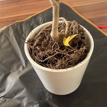 Çiçek Market Eksik Topraklı Ve Özensiz Paketlenmiş Bitki, Müşteri Hizmetlerine Ulaşılamıyor!