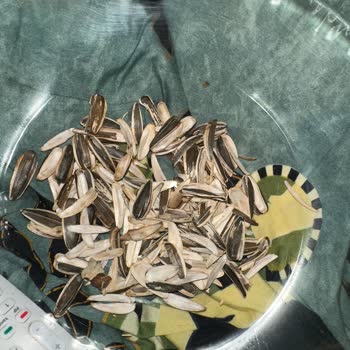 Aldığım Simbat Çekirdeklerin Çoğu Boş Çıktı, Mağduriyetimin Giderilmesini İstiyorum