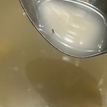 Çocuk Makarnasında Böcek Şoku: Sağlık Riski Ve Acil İnceleme Talebi