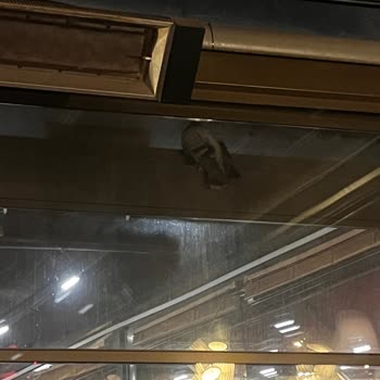 Piyalepaşa Happy Moon’s Şubesinde Hayvanlara Kötü Muamele Ve Yetersiz Hizmet Deneyimi