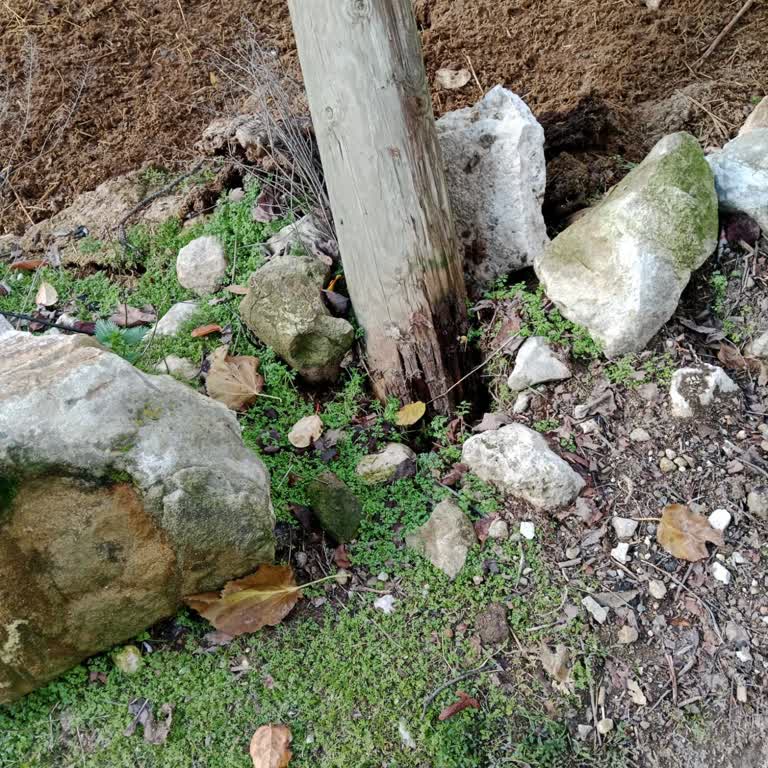 Yan Yatmış Elektrik Direği Hayati Tehlike Oluşturuyor, Acil Müdahale Bekliyoruz