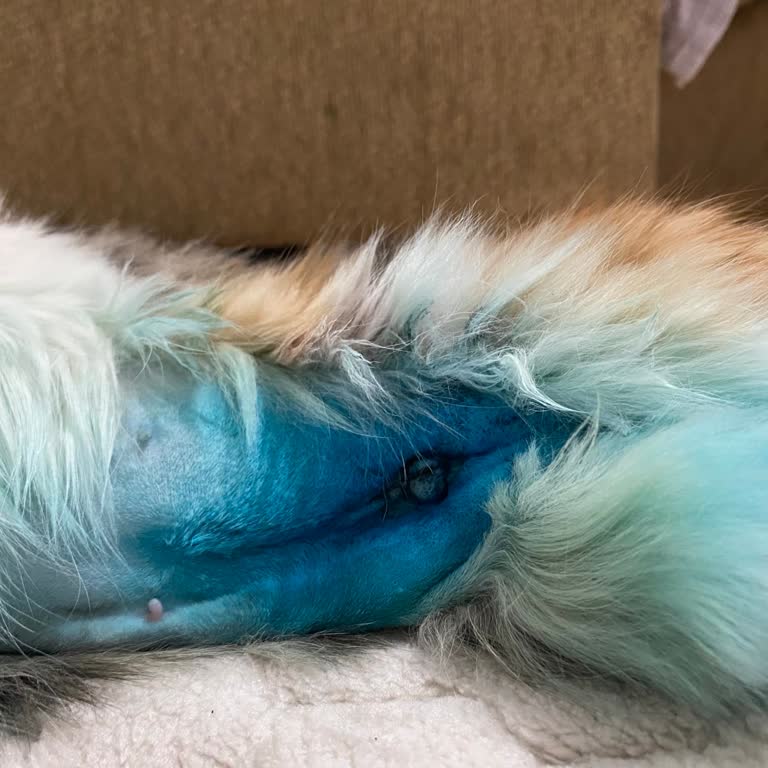 Esenyurt Belediyesi Belediye Veteriner Kliniğinde Eksik Ameliyat Ve İlgisiz Yaklaşım