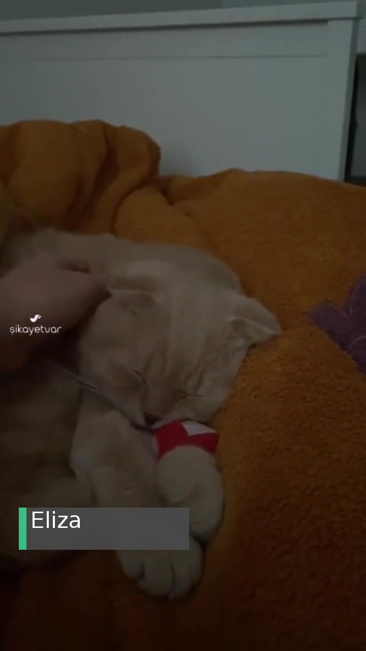 Tarım Ve Orman Bakanlığı İlçe Tarımda Kuduz Aşısı Kabusu videonun kapak resmi