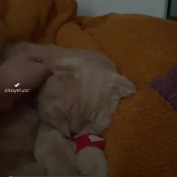 Tarım Ve Orman Bakanlığı İlçe Tarımda Kuduz Aşısı Kabusu