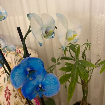 Taze Çiçek | Tazecicek.com Mavi Orkide Beklentisi Yerine Beyaz Çiçek Sürprizi