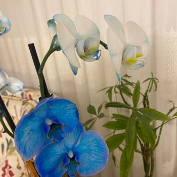 Taze Çiçek | Tazecicek.com Mavi Orkide Beklentisi Yerine Beyaz Çiçek Sürprizi