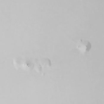 Yeni Alınan LG Buzdolabında Kısa Sürede Paslanma Ve Boya Kabarması Sorunu