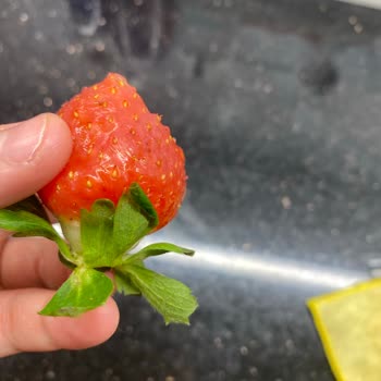 Getir Büyük’ten Bozuk Ürünler Ve Yetersiz İade Süreci Hayal Kırıklığı Yarattı