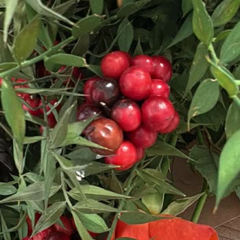 Çiçek Sepeti'nden Gelen Kokina Demeti Çürük Ve Ezik Çıktı