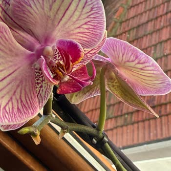 İstanbul Çiçeklerinden Böcekli Ve Küflü Orkide Şoku