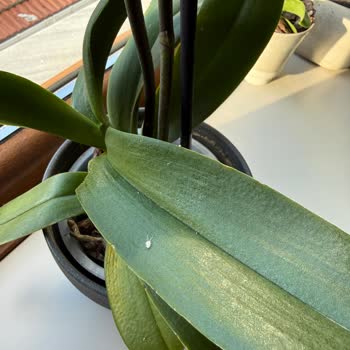 İstanbul Çiçeklerinden Böcekli Ve Küflü Orkide Şoku