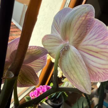 İstanbul Çiçeklerinden Böcekli Ve Küflü Orkide Şoku