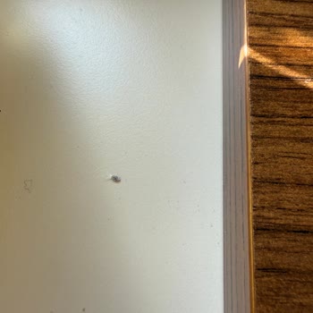 İstanbul Çiçeklerinden Böcekli Ve Küflü Orkide Şoku