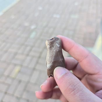 Yupo Çokojelo'da Şüpheli Beyazlıklar: Sağlık Ve Hijyen Endişesi