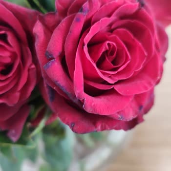 Solmuş Ve Kalitesiz Çiçekle Hayal Kırıklığı, İlgisiz Müşteri Hizmetleriyle Mağduriyet