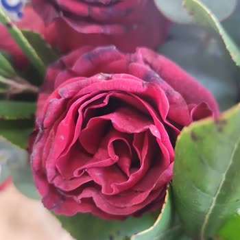 Solmuş Ve Kalitesiz Çiçekle Hayal Kırıklığı, İlgisiz Müşteri Hizmetleriyle Mağduriyet