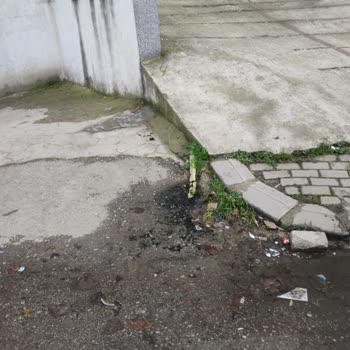 Kış Ortasında Sivrisinek İstilası Ve Sağlığımız Tehdit Altında