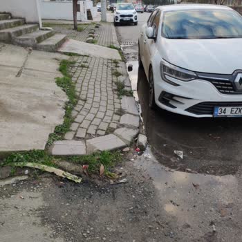 Kış Ortasında Sivrisinek İstilası Ve Sağlığımız Tehdit Altında