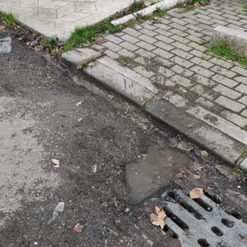 Kış Ortasında Sivrisinek İstilası Ve Sağlığımız Tehdit Altında