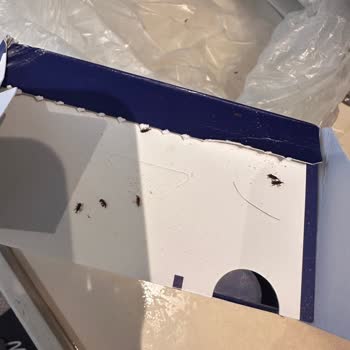 Barilla Makarnada Böcek Çıkması Güvenimizi Sarstı, Açıklama Ve Çözüm Bekliyoruz