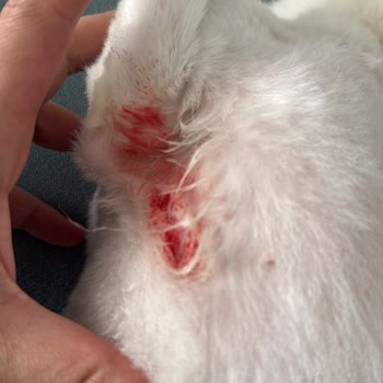 Petra Veteriner Kliniği Tıraş Sonrası Köpeğimin Yaşadığı Ciddi Yaralanma Ve Güvenlik Endişesi