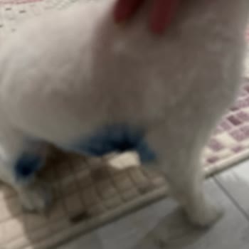 Petra Veteriner Kliniği Tıraş Sonrası Köpeğimin Yaşadığı Ciddi Yaralanma Ve Güvenlik Endişesi