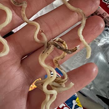 Dudomi Köri'de Yabancı Madde Şoku: Hijyen Sorunu Ve Söz Verilen Telafi Ürünleri Gönderilmedi