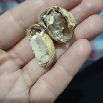 A101'den Alınan Çerezya Fıstıklarında Sürekli Hijyen Sorunu Ve İlgisizlik