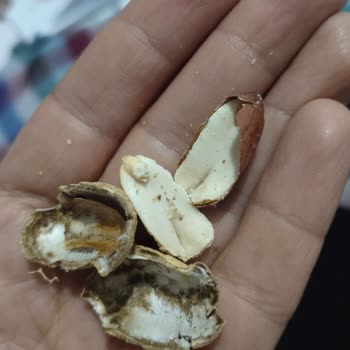 A101'den Alınan Çerezya Fıstıklarında Sürekli Hijyen Sorunu Ve İlgisizlik