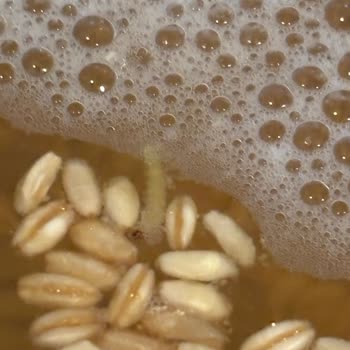 A101'den Aldığım Buğdayda Canlı Kurtlar Çıktı Hijyen Endişesi Yaşıyorum