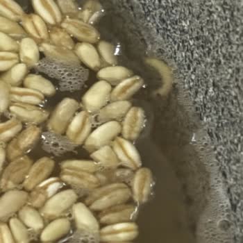 A101'den Aldığım Buğdayda Canlı Kurtlar Çıktı Hijyen Endişesi Yaşıyorum