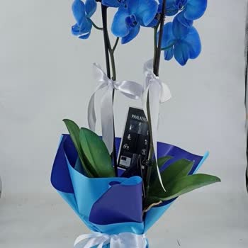 Orkide Siparişim Kurumuş Ve Hasarlı Teslim Edildi, Ücret İadesi Yapılmadı