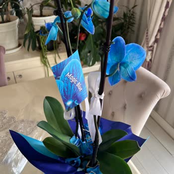 Orkide Siparişim Kurumuş Ve Hasarlı Teslim Edildi, Ücret İadesi Yapılmadı