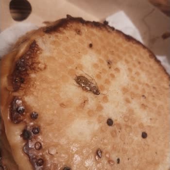 Yemeğimde Böcek Çıkması Nedeniyle Yaşadığım Hijyen Sorunu