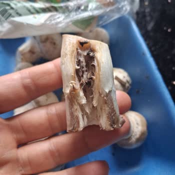 Migros'tan Aldığım Mantarlar Bozuk Çıktı, İade Ve Denetim Talebim Var