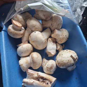 Migros'tan Aldığım Mantarlar Bozuk Çıktı, İade Ve Denetim Talebim Var