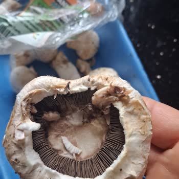 Migros'tan Aldığım Mantarlar Bozuk Çıktı, İade Ve Denetim Talebim Var