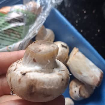 Migros'tan Aldığım Mantarlar Bozuk Çıktı, İade Ve Denetim Talebim Var