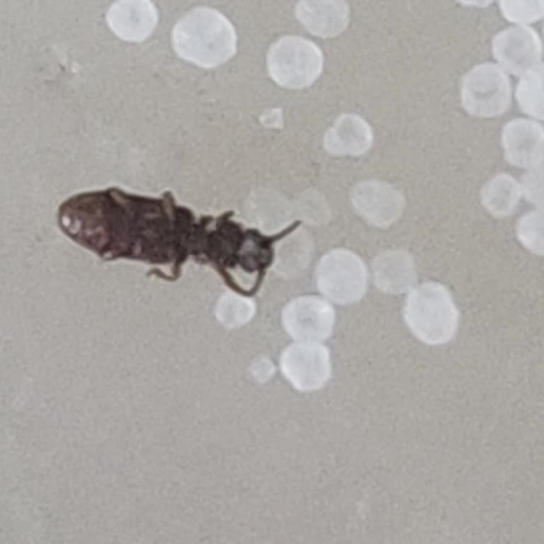 A101'den Aldığım Kaya Tuzunda Böcek Çıktı: Hijyen Ve Ürün Güvenliği Konusunda Endişeliyim