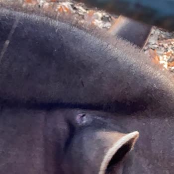 Bursa Hayvanat Bahçesi'nde Hayvan Refahı İçin Acil İyileştirme Çağrısı