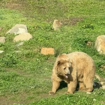 Bursa Hayvanat Bahçesi'nde Hayvan Refahı İçin Acil İyileştirme Çağrısı