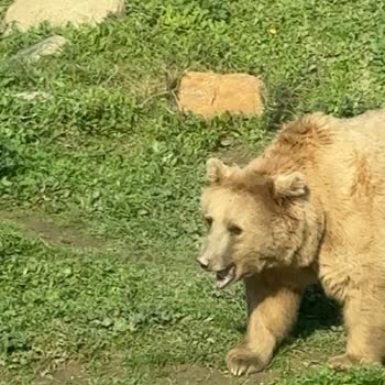 Bursa Hayvanat Bahçesi'nde Hayvan Refahı İçin Acil İyileştirme Çağrısı