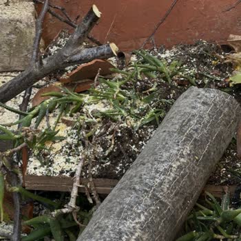 İBB Budama Ekibi Nedeniyle Bahçemde Maddi Zarar Ve Bilgilendirme Eksikliği